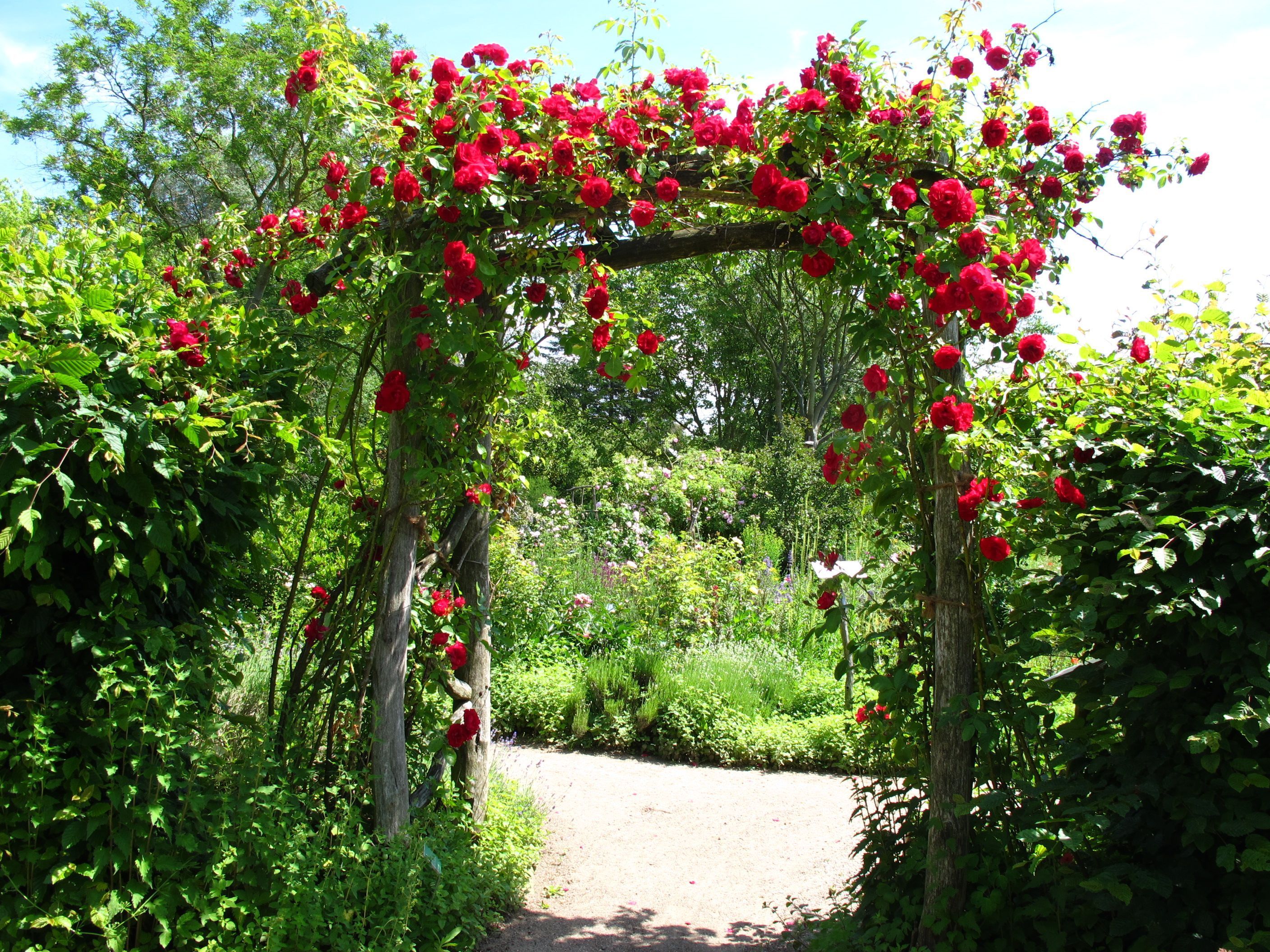 Un sendero de jardín con un arco de madera cubierto de flores rojas.