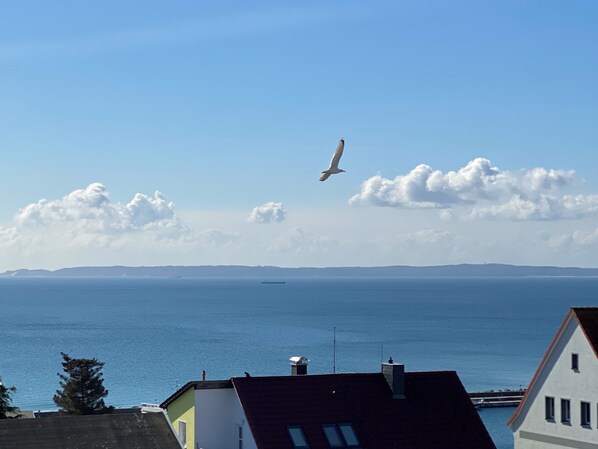 A coastal view with a seagull flying over the sea, buildings in the foreground, and a distant ship on the horizon.