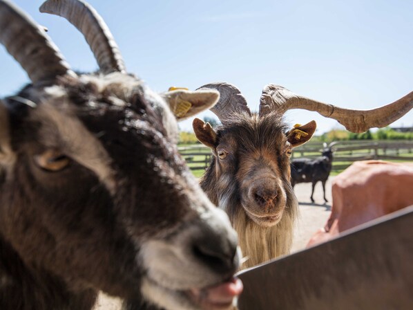 A goat with large horns and a black and white coat, looking at the camera.