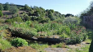 A garden with a variety of plants and a small pond.