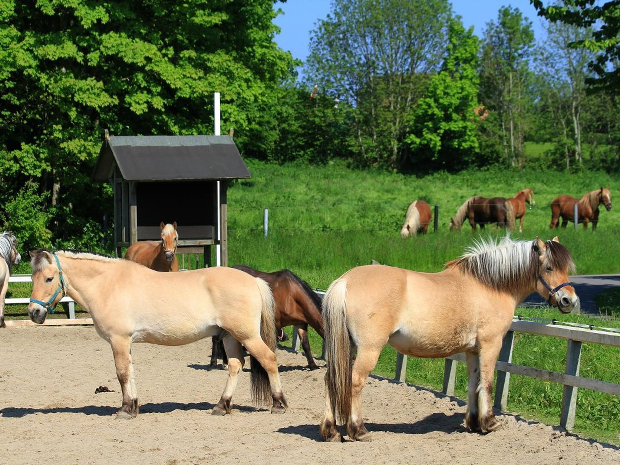 A stable with horses, surrounded by a fenced area and greenery.