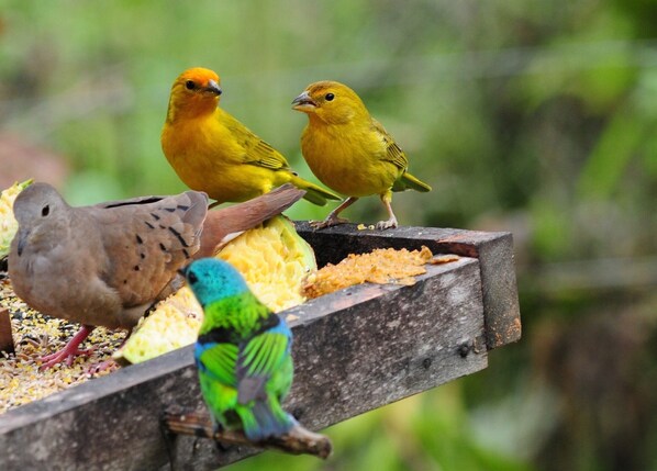 A bird feeder with various birds perched on it. - Spacious ensuite in forest in Paraty with delicious breakfast included (Paraty)