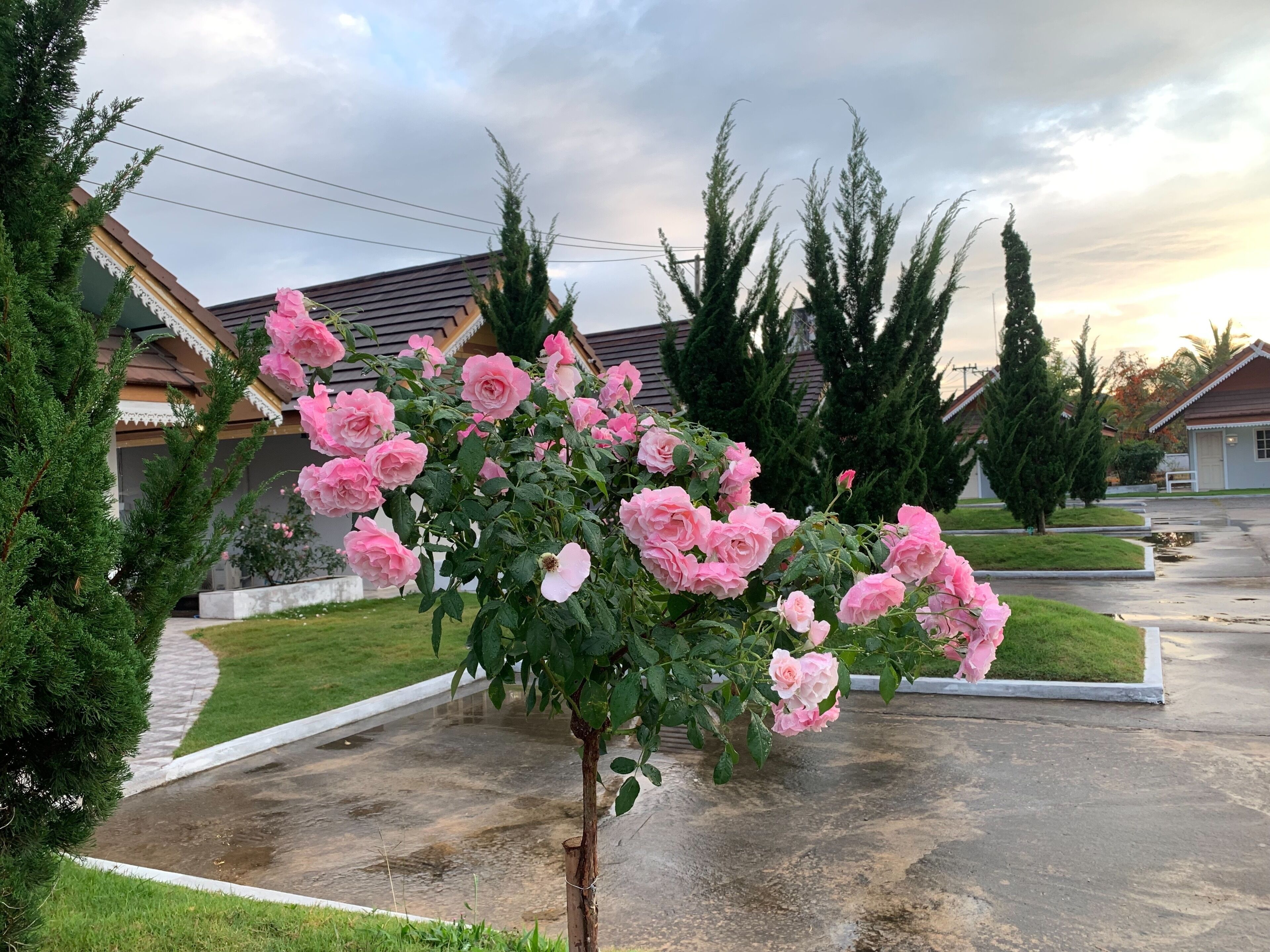 花园景观