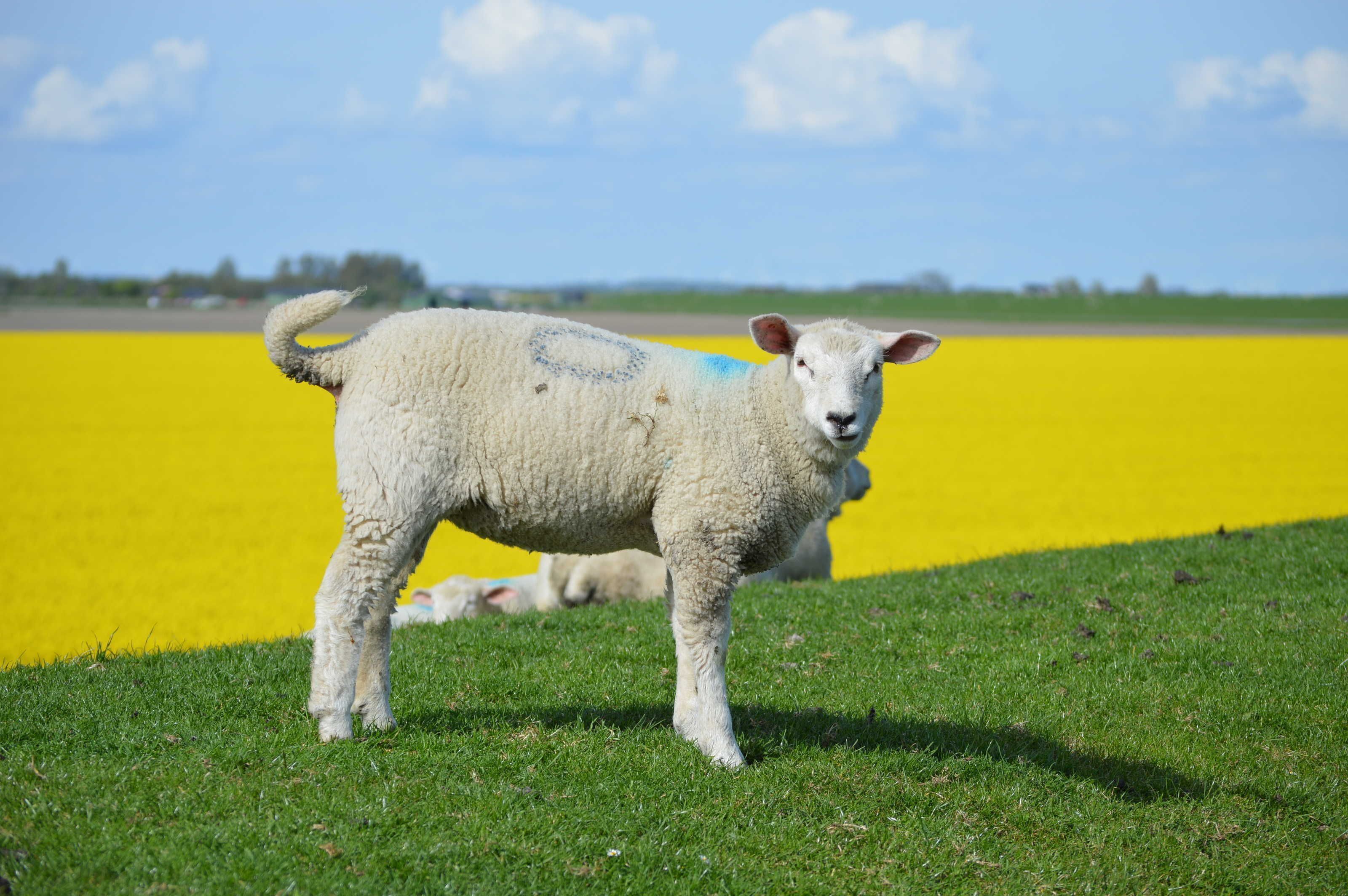 A lamb standing on grass with a yellow field in the background.