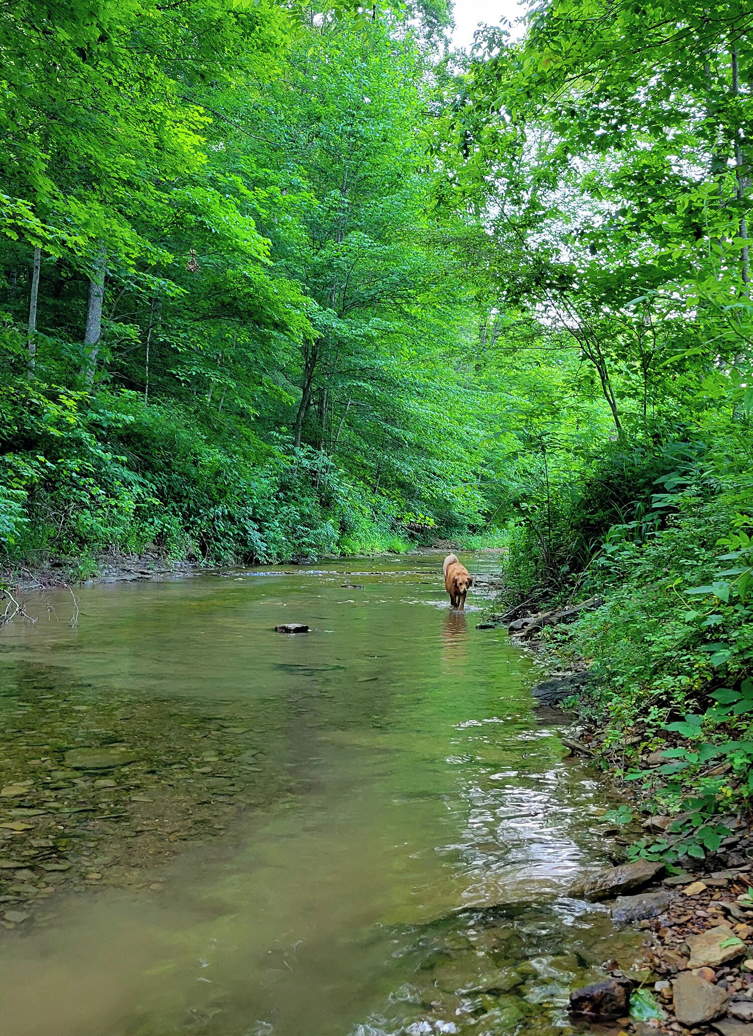 A river surrounded by dense green foliage.