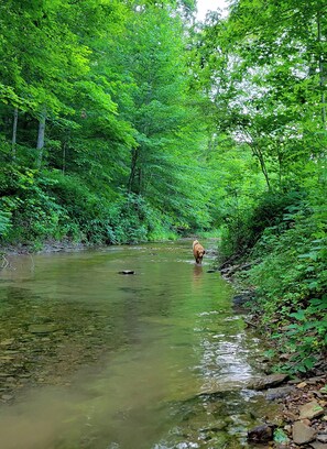 A river surrounded by dense green foliage. - Camping in the Hocking Hills at Altenbrauch Farm (McArthur)