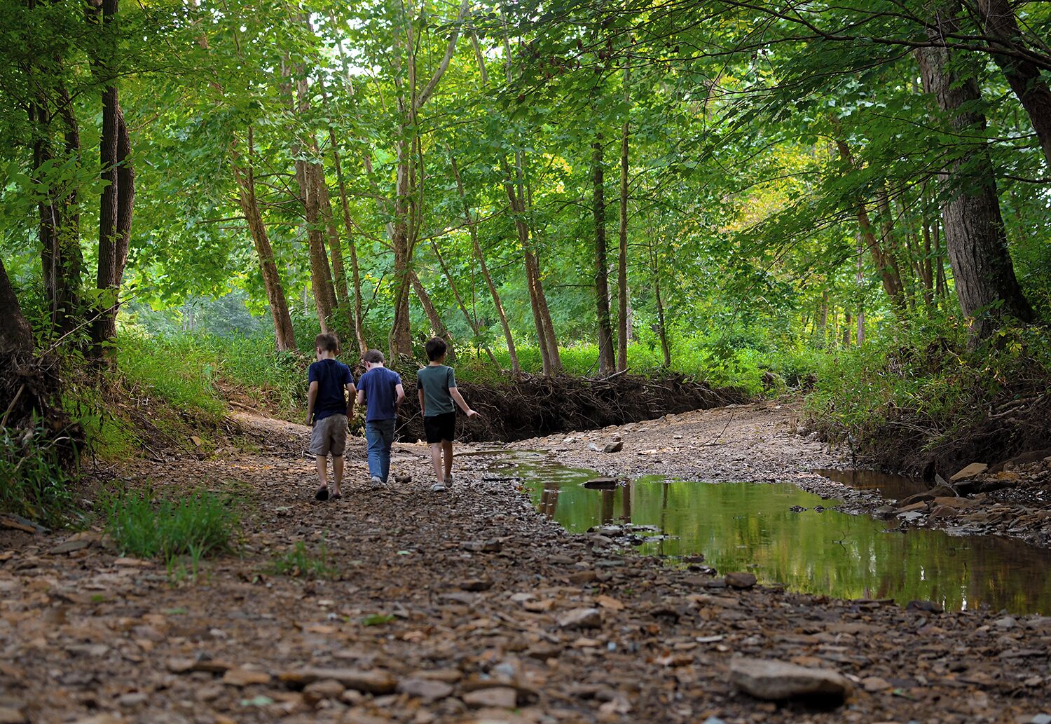 Et naturligt udendørsmiljø med en jordvej, der fører hen til et mindre vandareal, omgivet af træer.