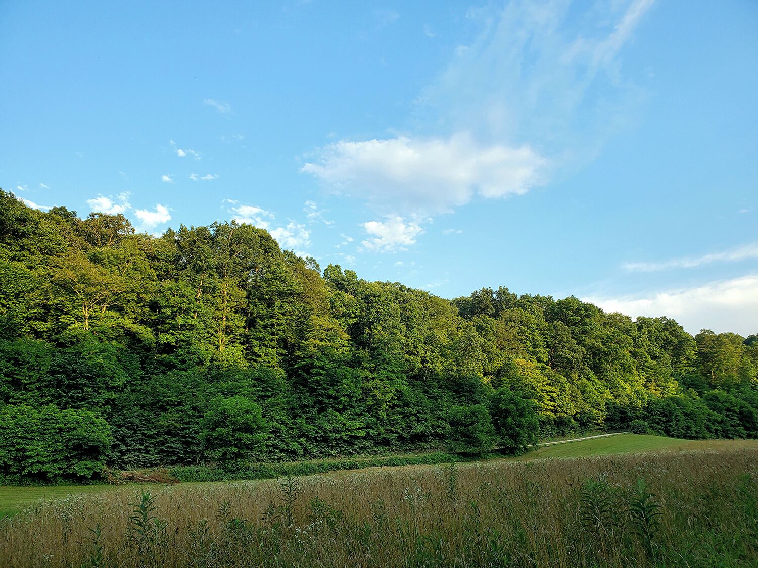 A natural landscape with a dense forest and a clear sky.