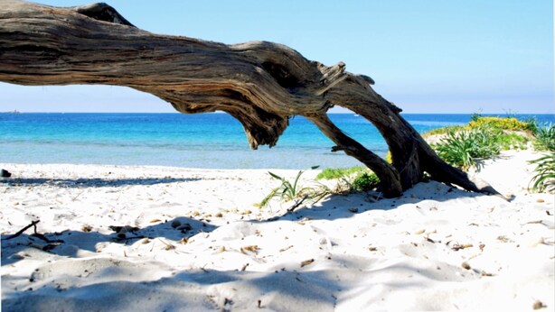 Een grote, verweerde boomstam op een zanderig strand, met helderblauw water op de achtergrond.