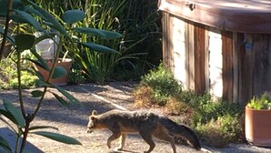 Un coyote caminando por un sendero de tierra en un jardín con plantas en macetas y una estructura de madera al fondo.
