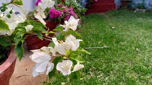 A garden with white flowers and a red staircase. - Pear Tree Inn (Kotagiri)