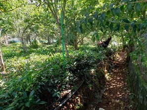 A narrow path surrounded by dense vegetation and trees.