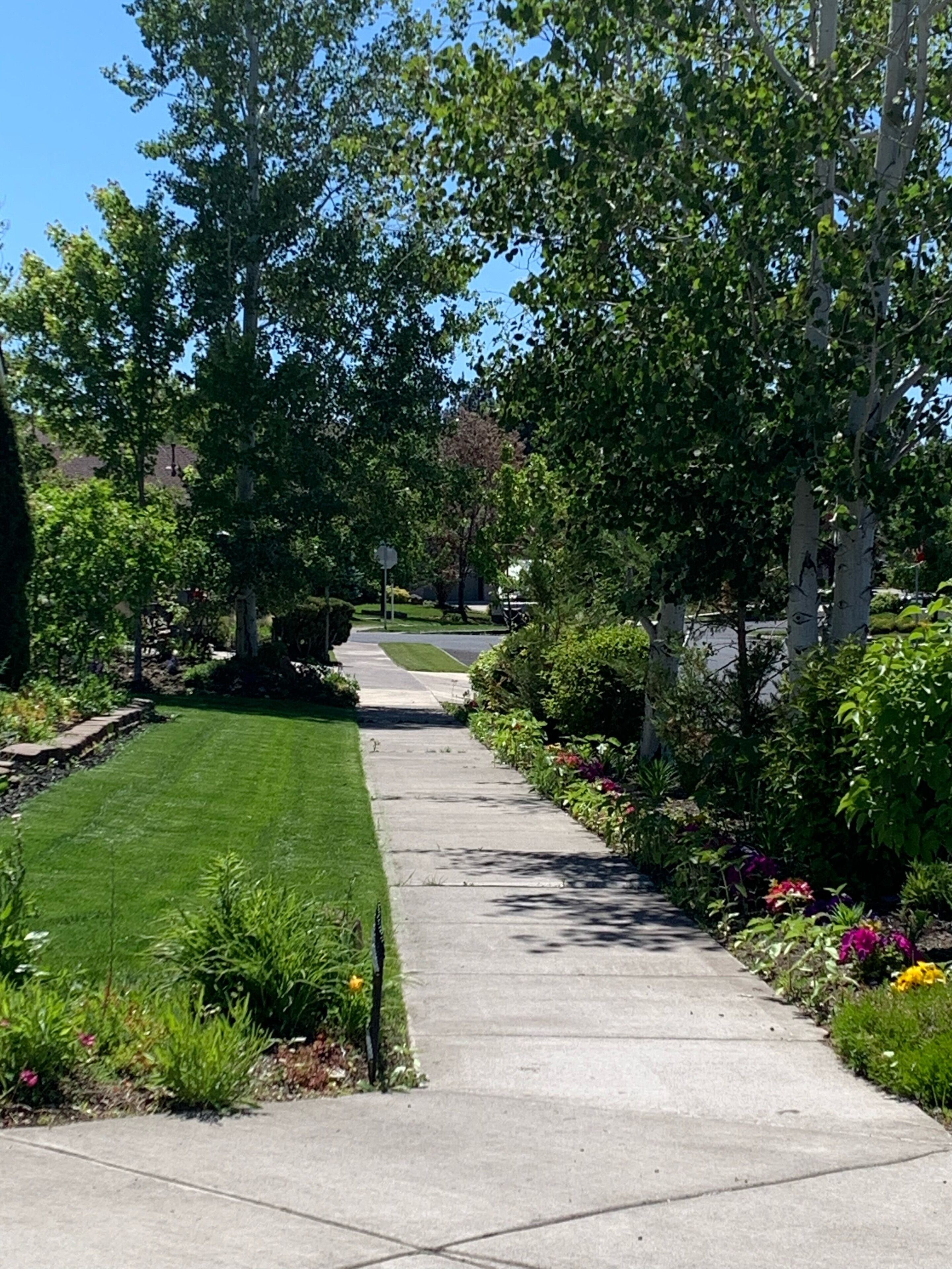 A paved pathway flanked by lush greenery and flowering plants, leading to a residential area.