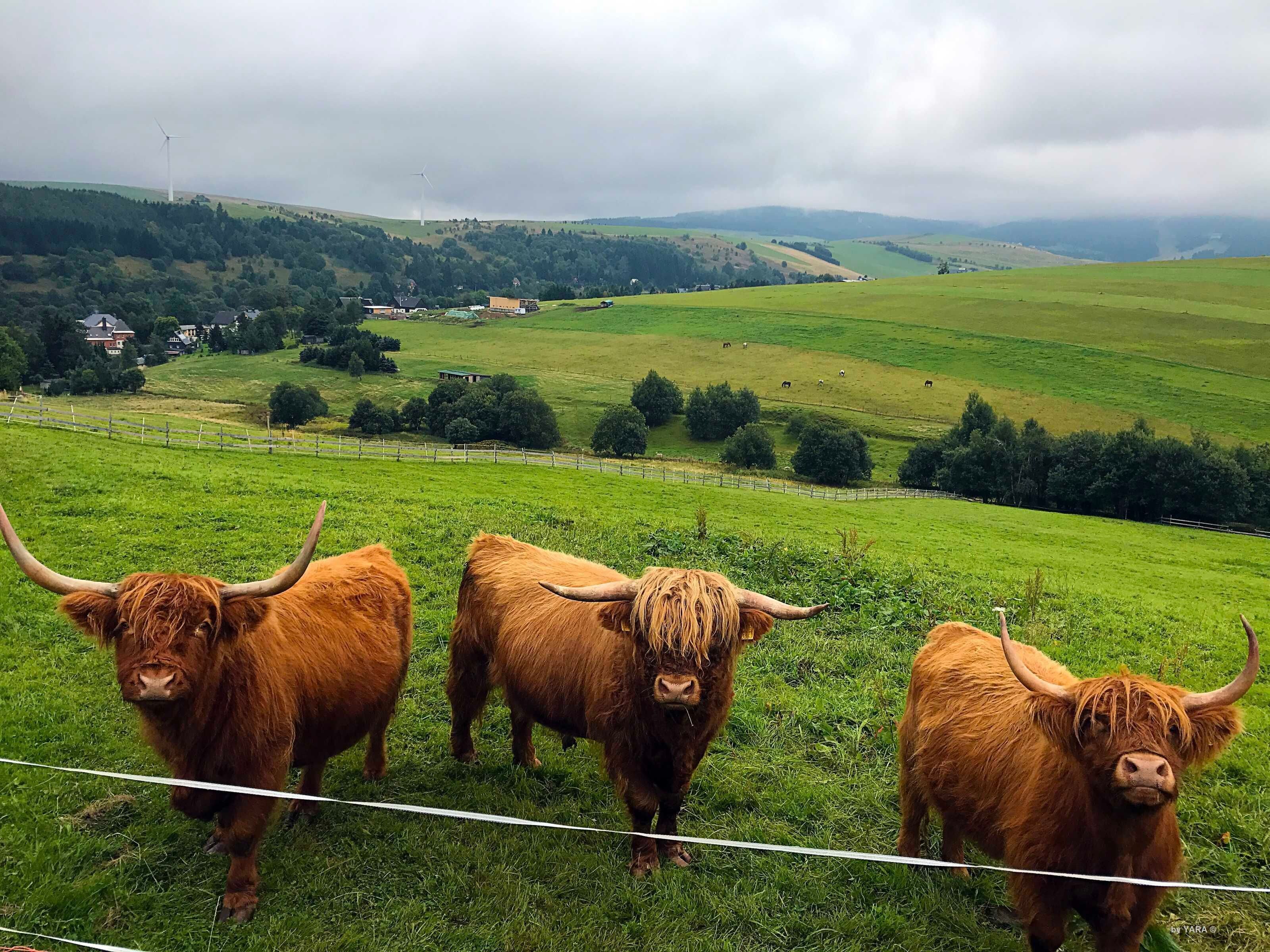 Drei schottische Hochlandrinder auf einer Wiese, im Hintergrund eine ländliche Landschaft.