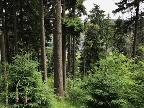 Unclassified image, 2 of 57, button - 1.5-room apartment with garden view - Apartments Fichtelberger Blick (Oberwiesenthal)