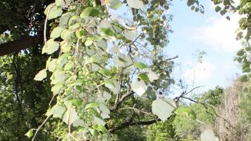 Un arbre aux feuilles vertes, avec quelques fruits, situé dans une zone herbeuse.