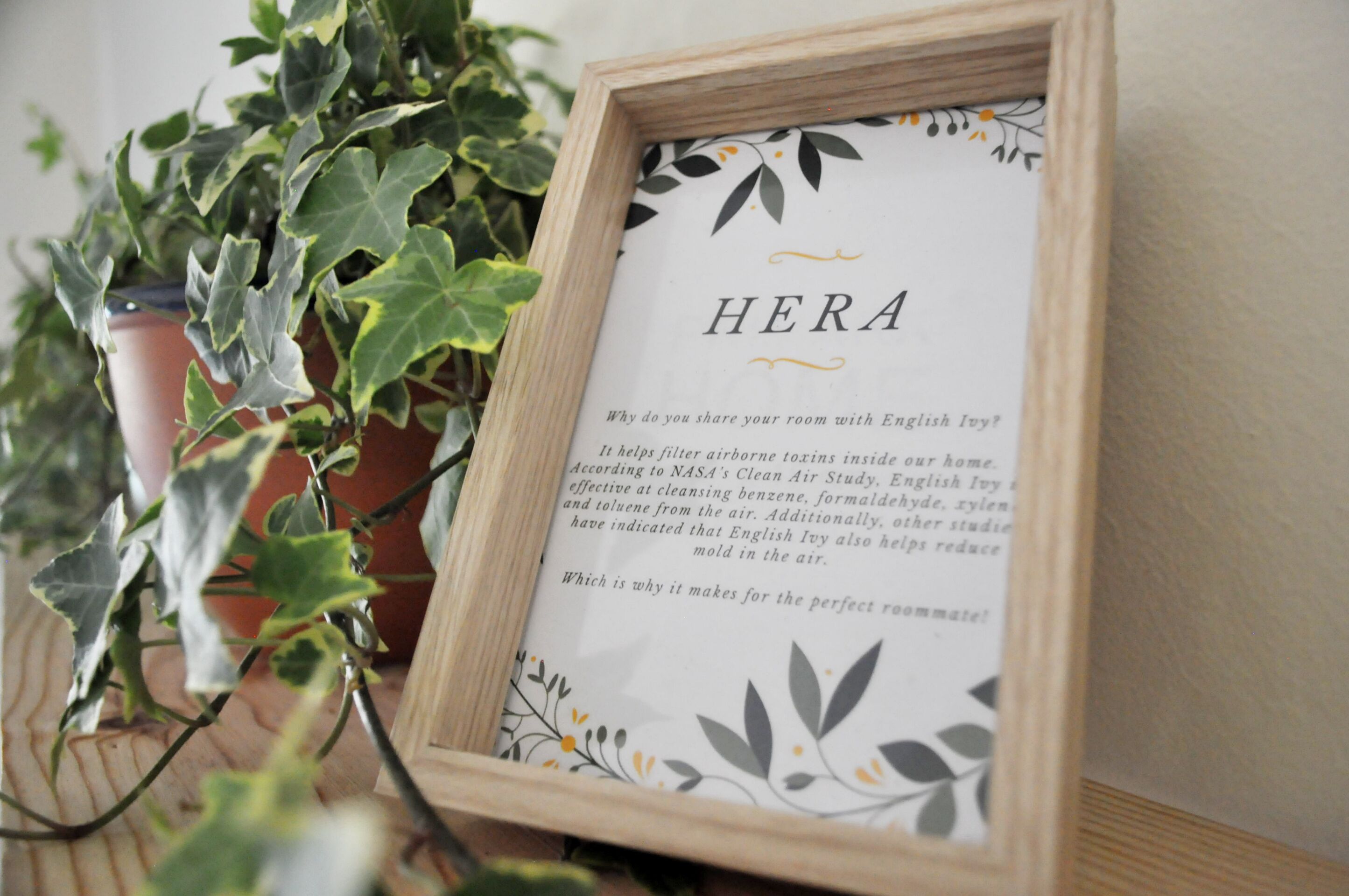 A framed informational card titled "HERA" with text about the benefits of English Ivy, placed next to a potted plant.