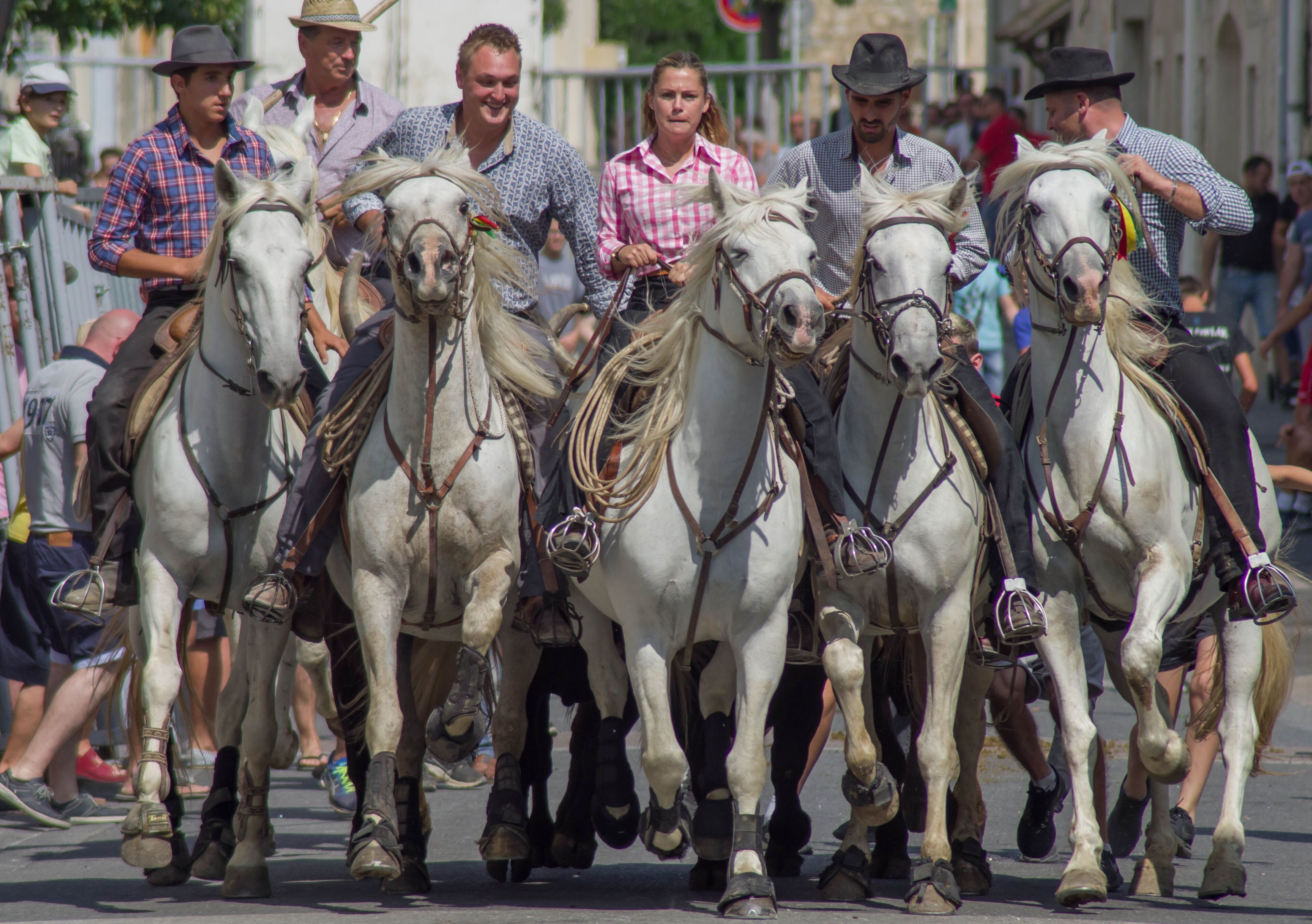 A group of white horses with riders in casual attire, walking on a street.