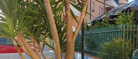 A landscaped area with a palm tree, potted plants, and a tiled patio.