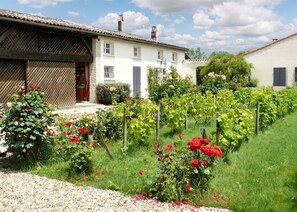 A vineyard with grapevines and red flowers in front of a white building with a tiled roof. - Homerez - Villa in Arsac with pool (Arsac)