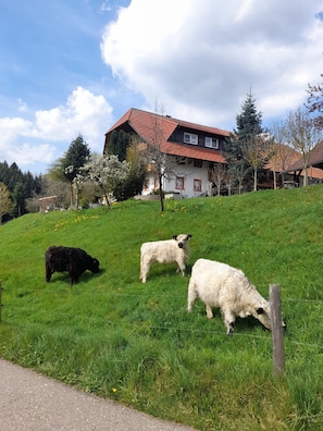 Une maison avec un toit en pente et une cour clôturée où paissent trois moutons.