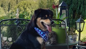 Un cane seduto su una panchina di metallo all'aperto, con vegetazione sullo sfondo.