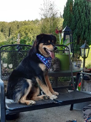 Un chien est assis sur un banc en métal, à l’extérieur, avec de la verdure en arrière-plan.