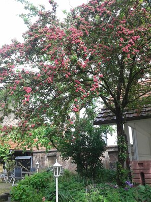 A tree with pink flowers, a stone wall, and a lamp post.