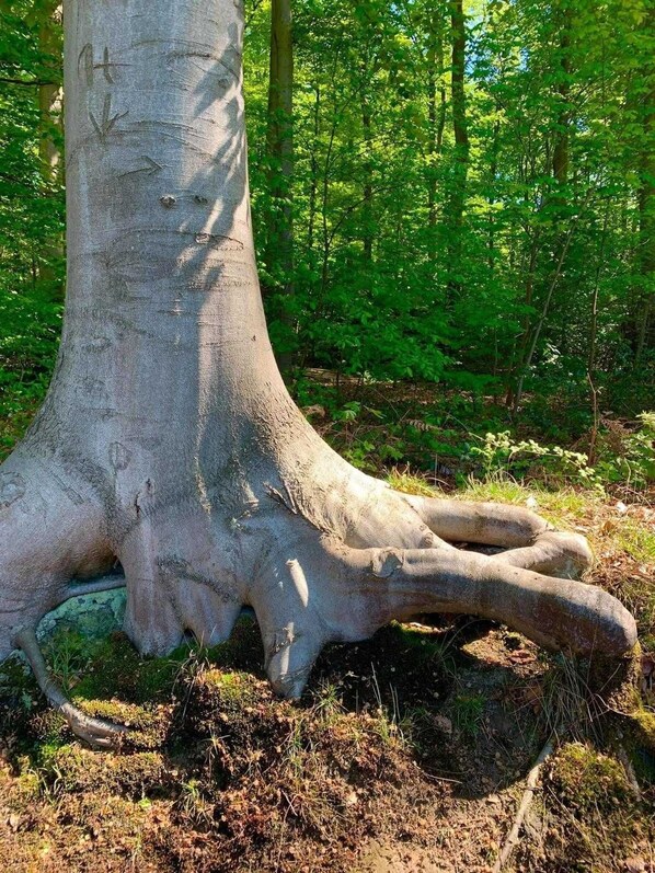 Unclassified image, 1 of 28, button