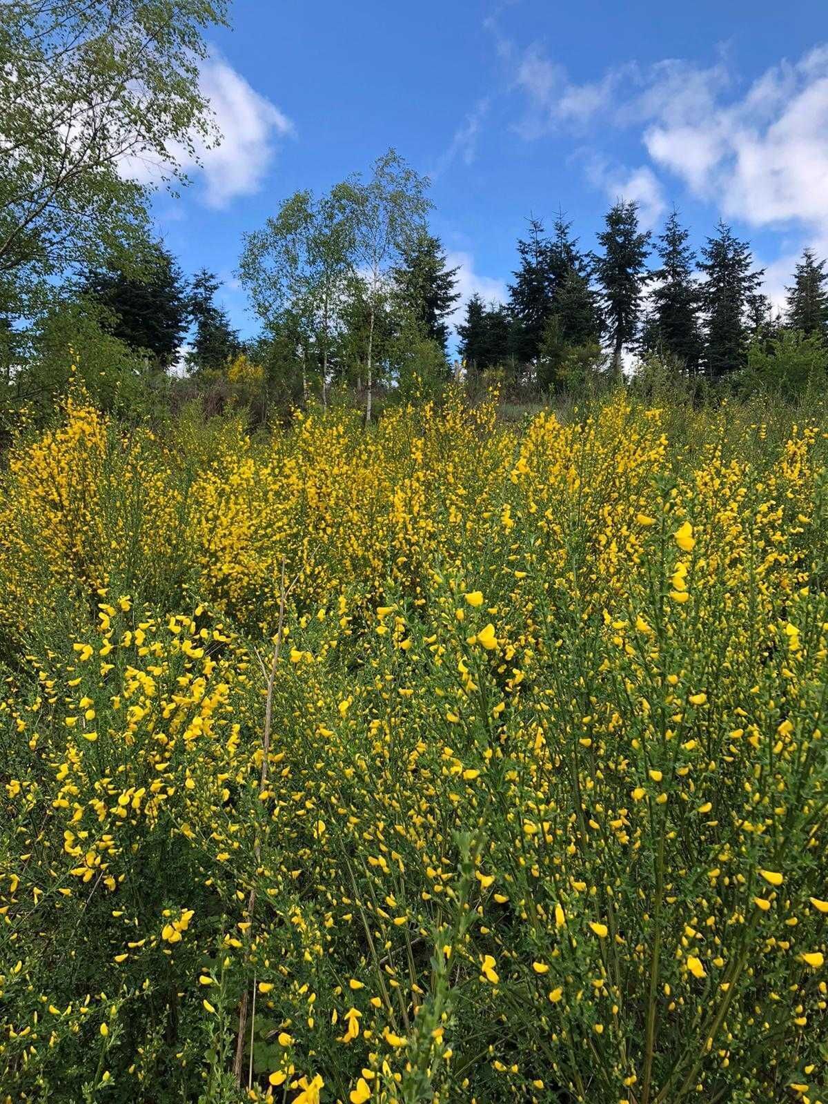 A field of yellow flowers with trees in the background.