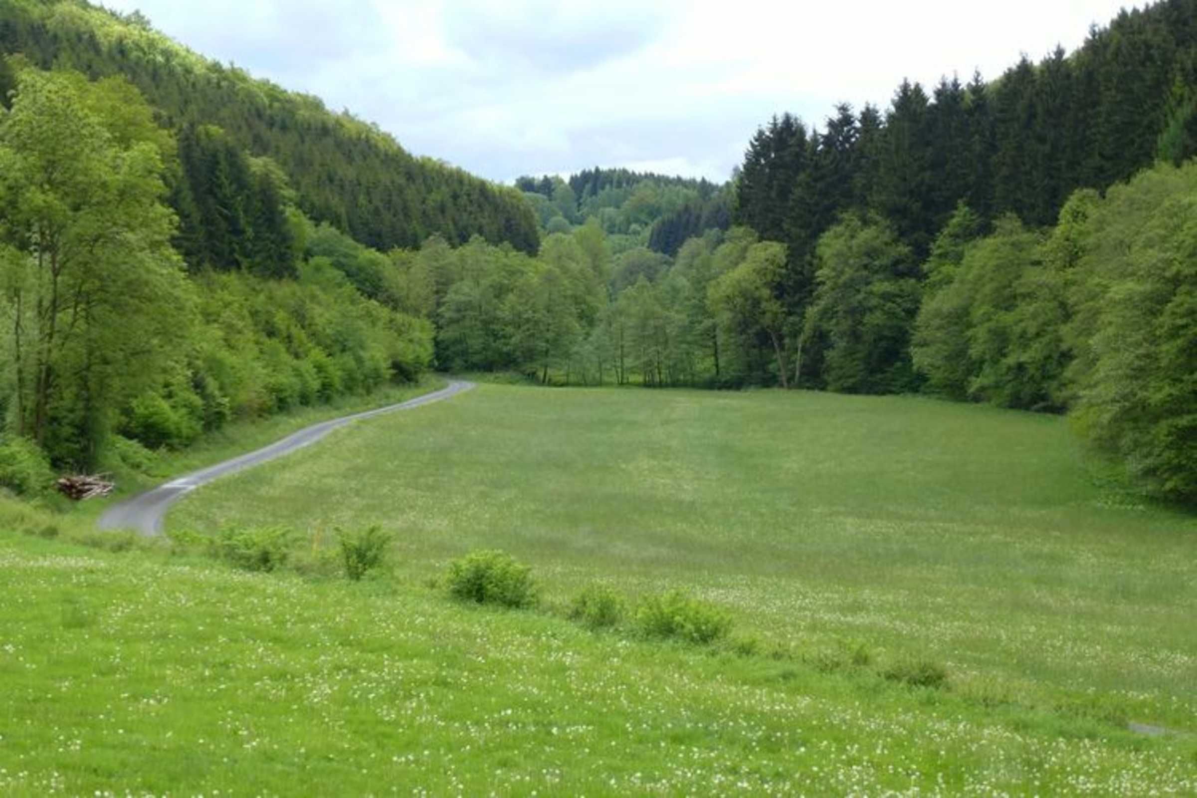 A green field with a winding road and dense forest on both sides.