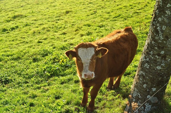 Unclassified image, 1 of 25, button