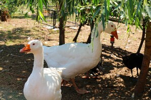 Uklassifisert bilde, 2 av 23, knapp