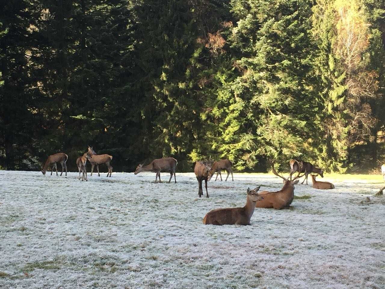 A group of deer in a snowy field with dense forest in the background.