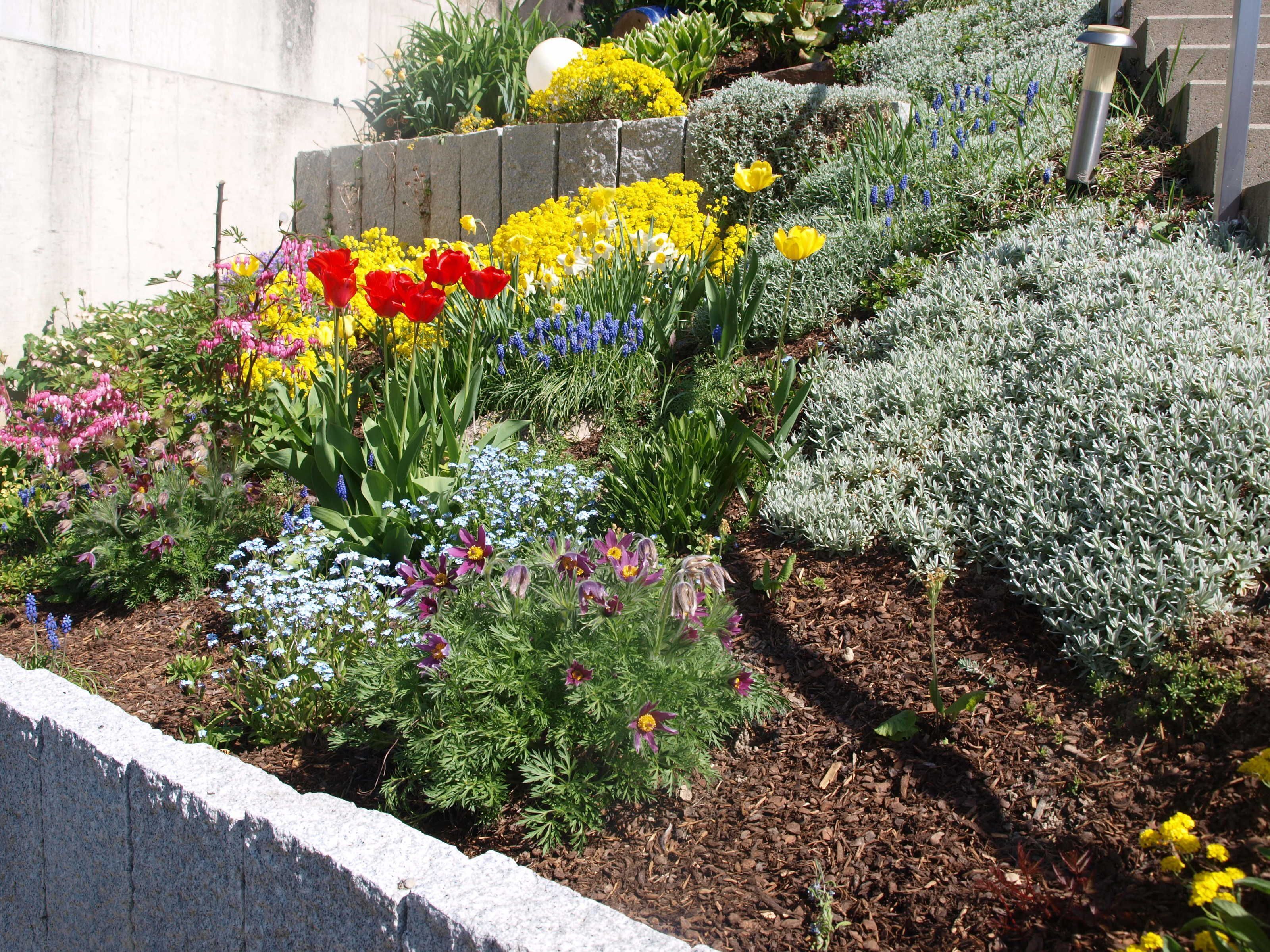 A garden with a variety of flowers and plants, including red tulips, yellow daffodils, and purple irises.