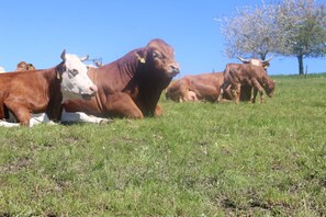 Botón de imagen sin clasificar, 4 de 39