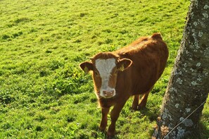 Unclassified image, 2 of 23, button