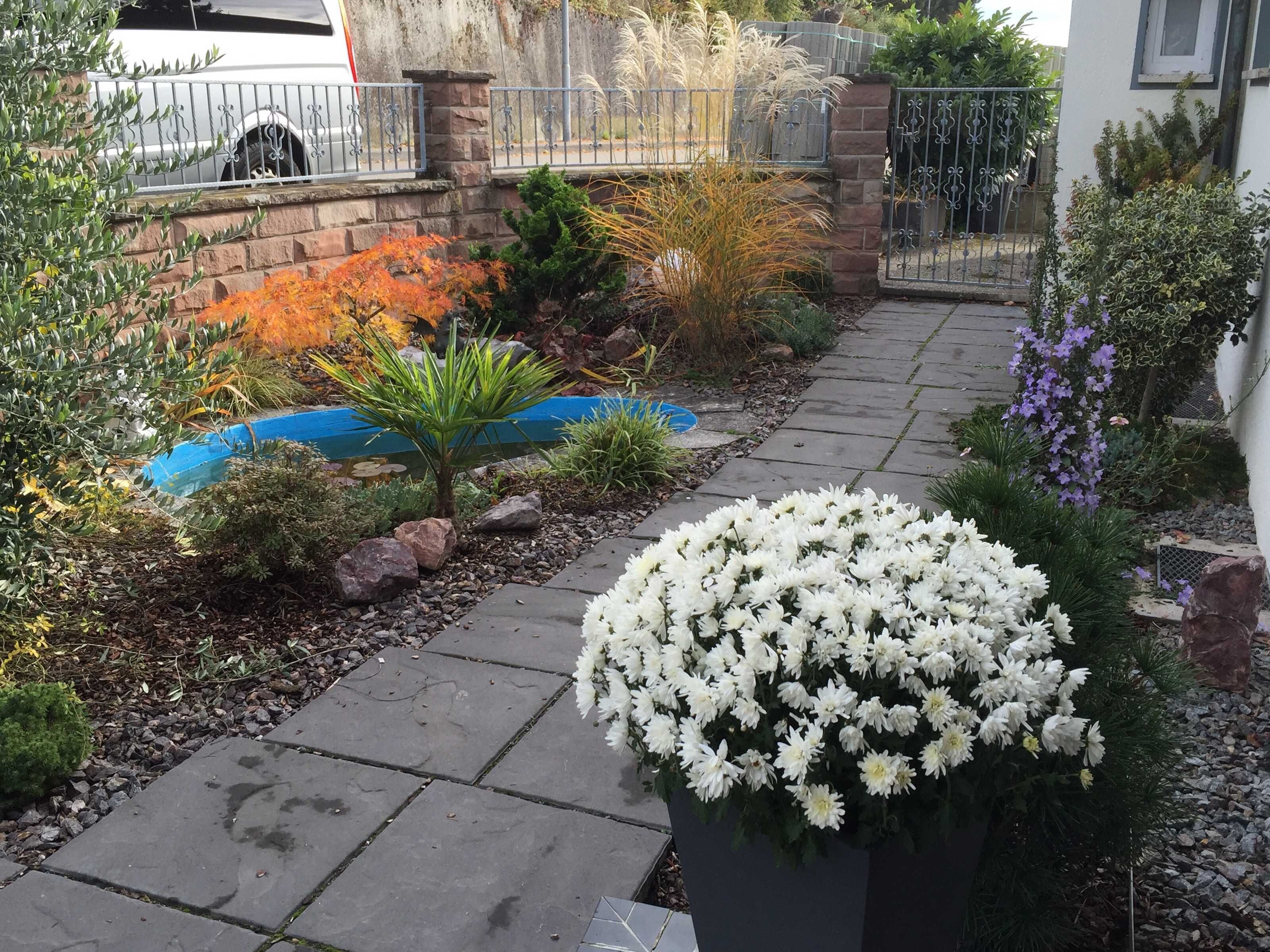 A garden with a paved walkway, a variety of plants, and a small pond.