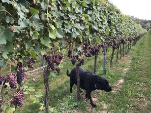 Unclassified image, 4 of 63, button