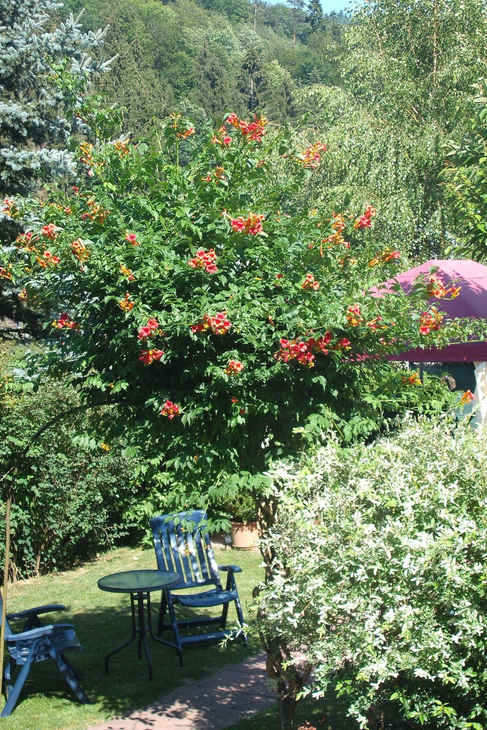 Ein Garten mit Tisch und Stühlen, ein Baum mit roten Blüten und einer violetten Struktur.