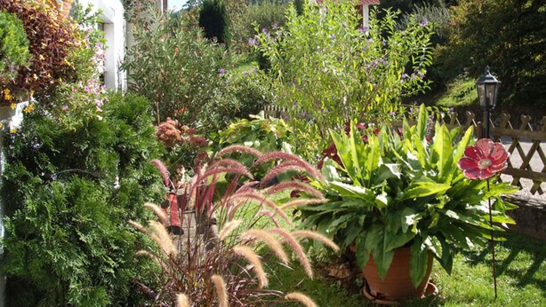 A garden with various plants and a wooden fence.