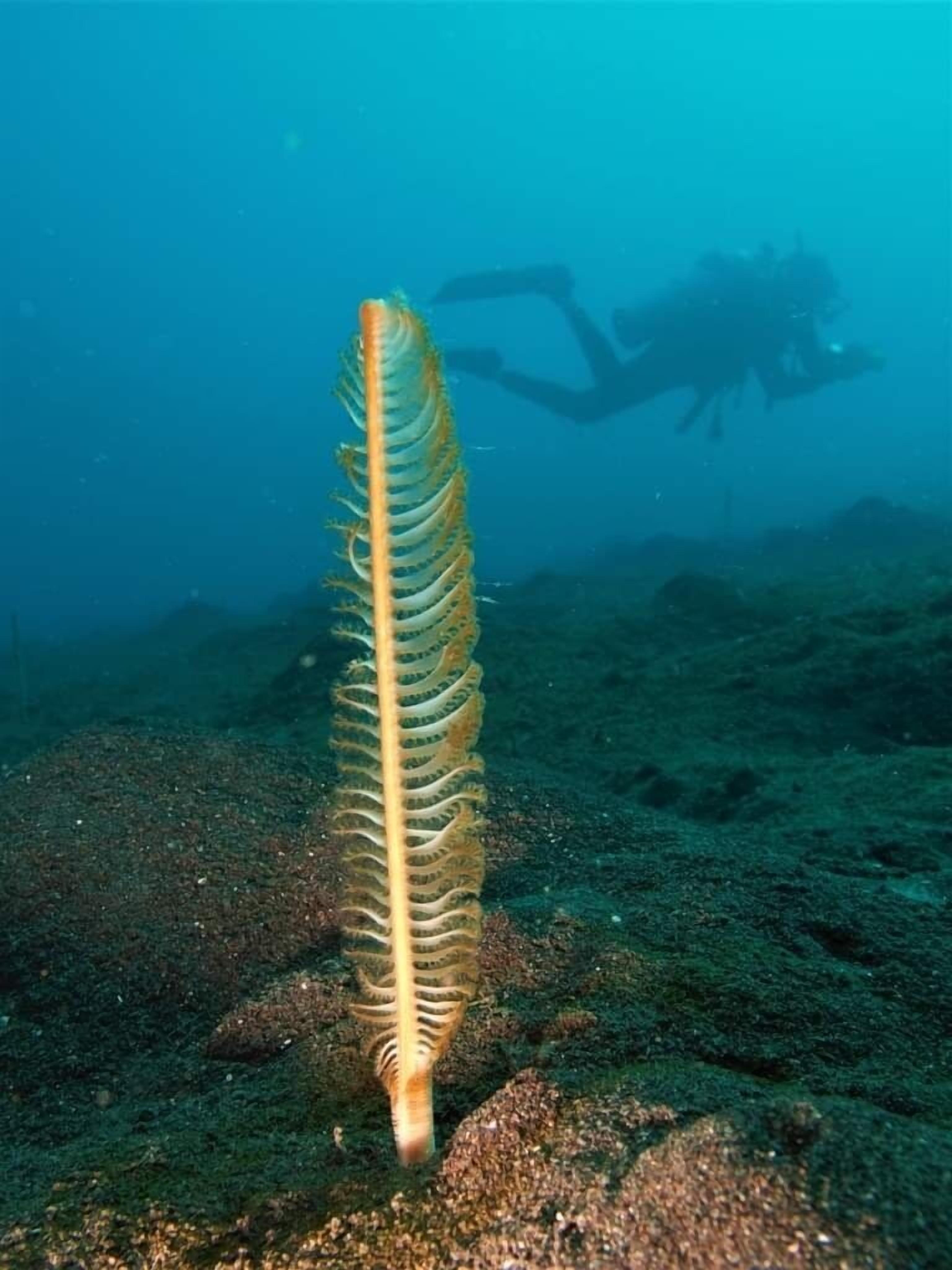 Foto - Nalika Beach Resort - Adults Only