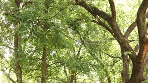 Dos sillas Adirondack blancas y una mesita pequeña en un área con césped y árboles.