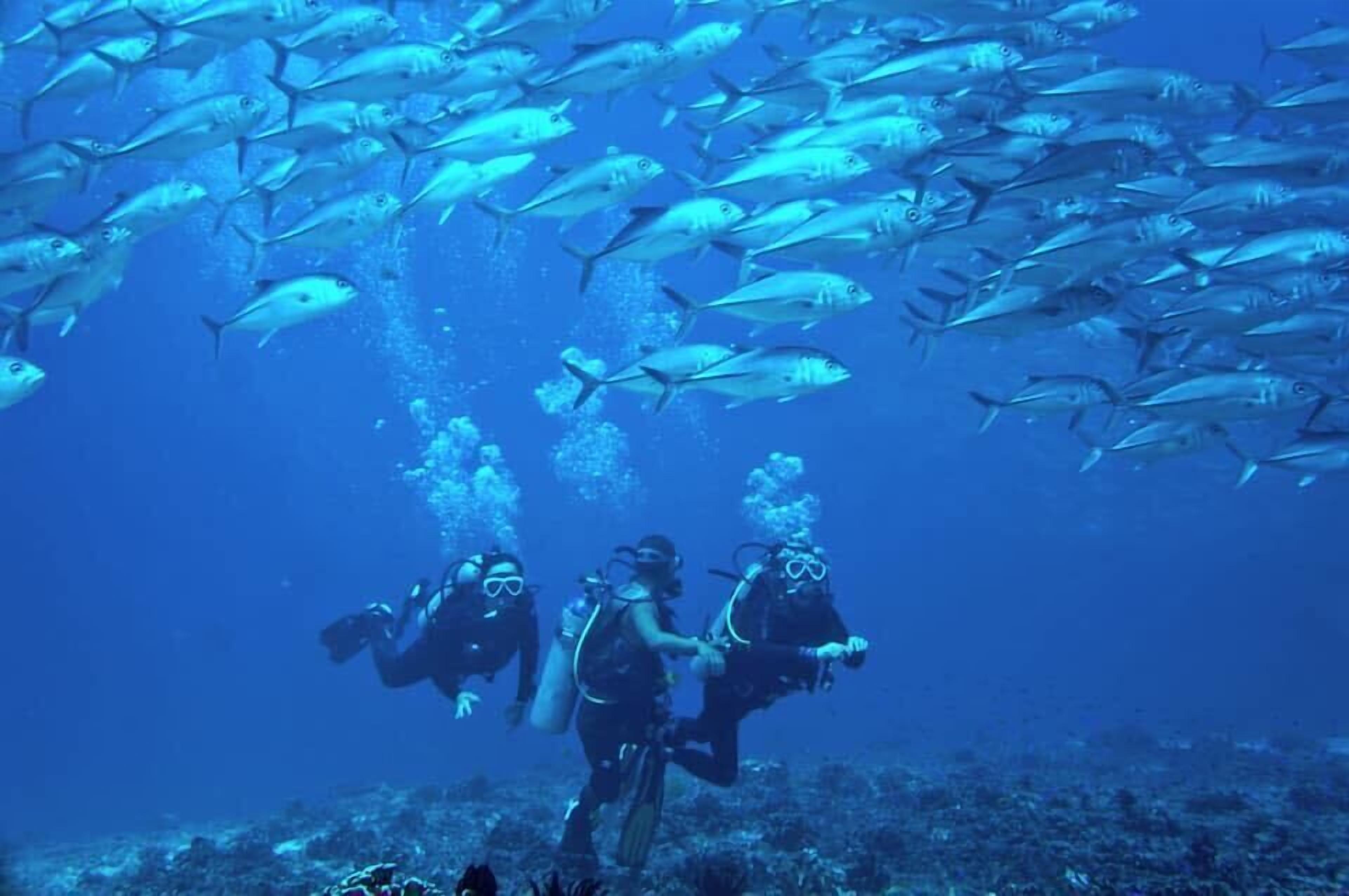 Un groupe de plongeurs sous-marins, entouré d’un banc de poissons dans l’océan.