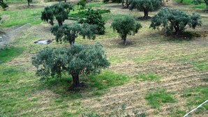 施設の敷地
