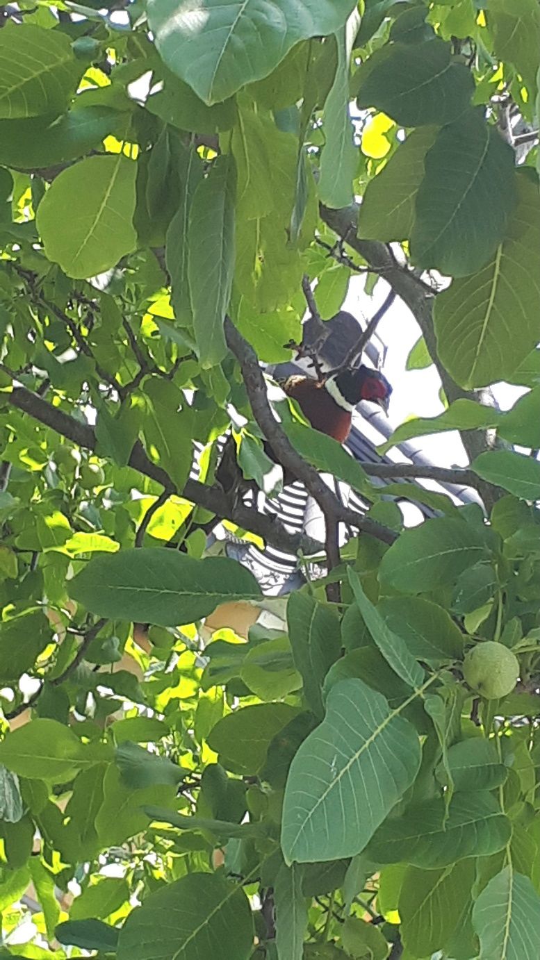 A tree with green leaves and a single fruit hanging from a branch.