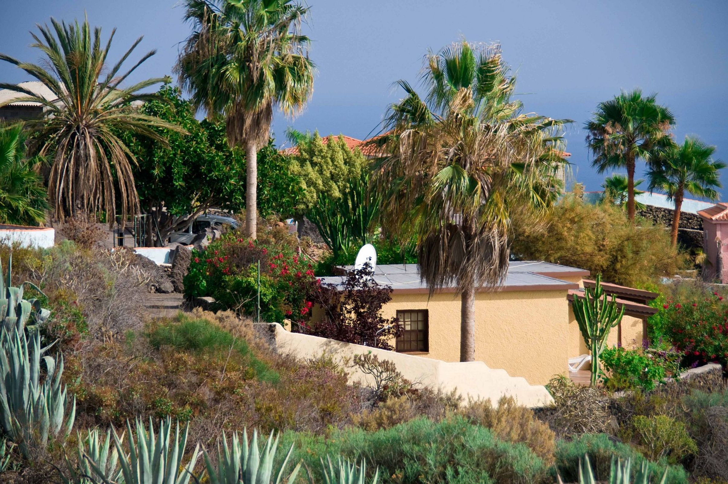 A residential area with a house featuring a sloped roof, surrounded by various types of vegetation including palm trees and cacti.