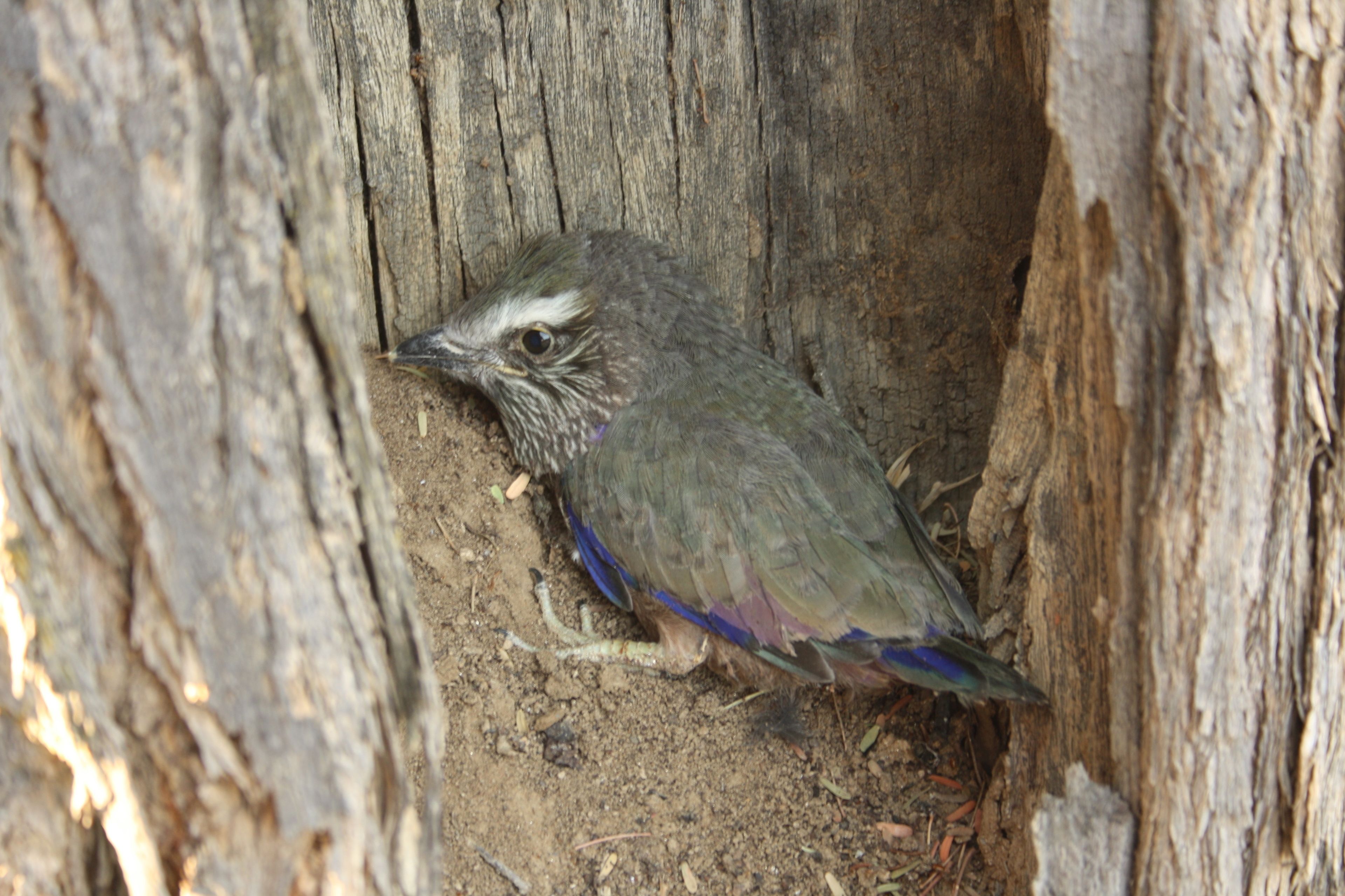 Un pájaro en un hueco de árbol.