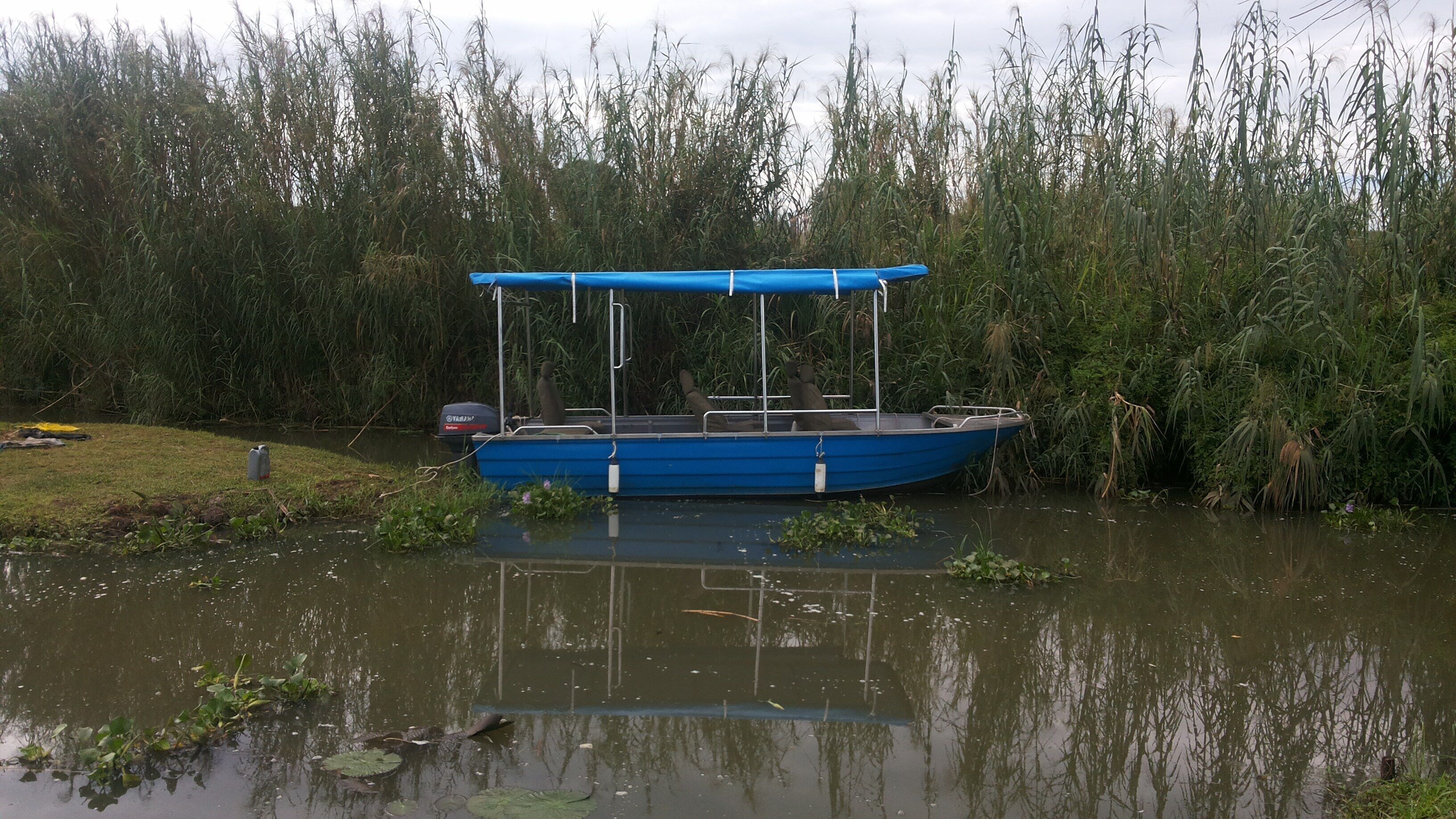 A blue boat with a canopy, docked at a calm river with dense reeds in the background.