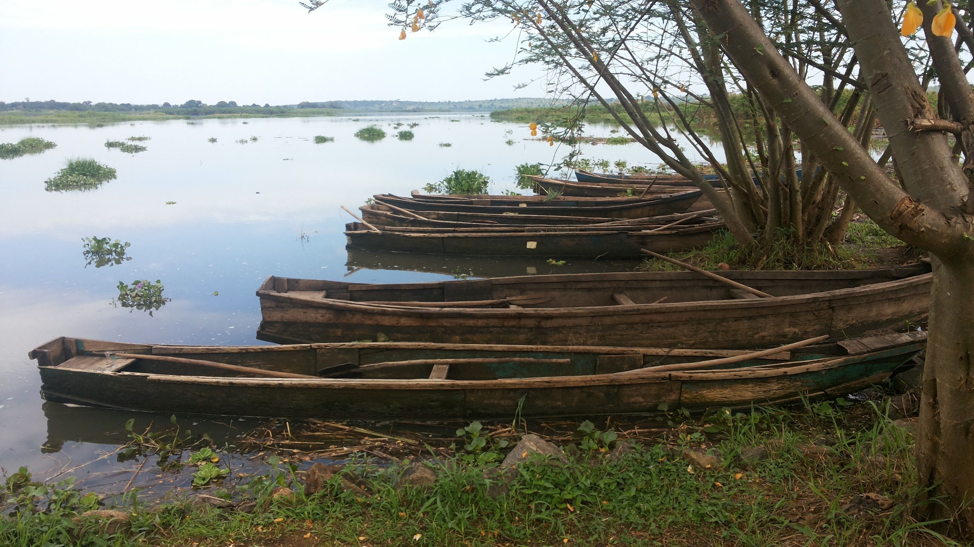 A row of wooden boats docked at a calm riverbank with trees and greenery in the background.
